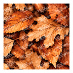 PatternPly® Transparent Brown Leaves and Acorns sheet showing the pattern