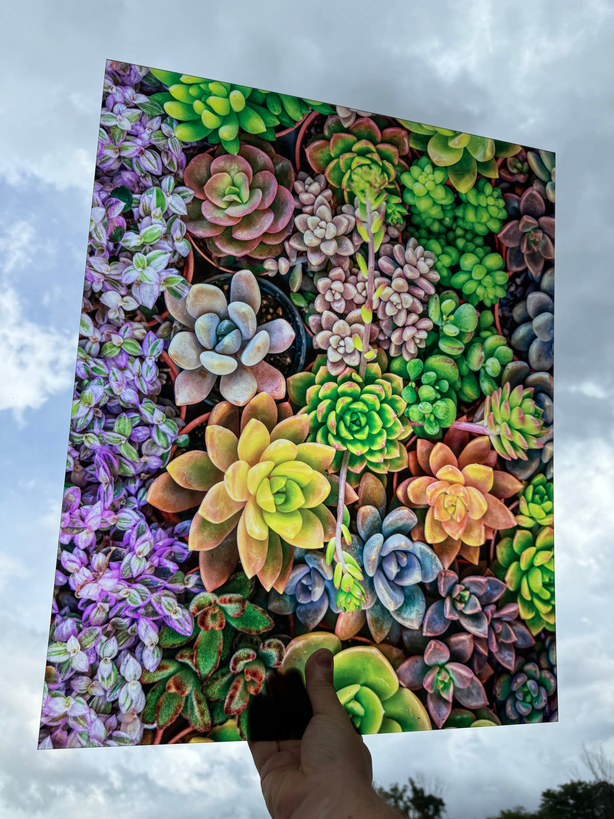 PatternPly® 19x24" Transparent Assorted Succulents XL Scale sheet showing the pattern