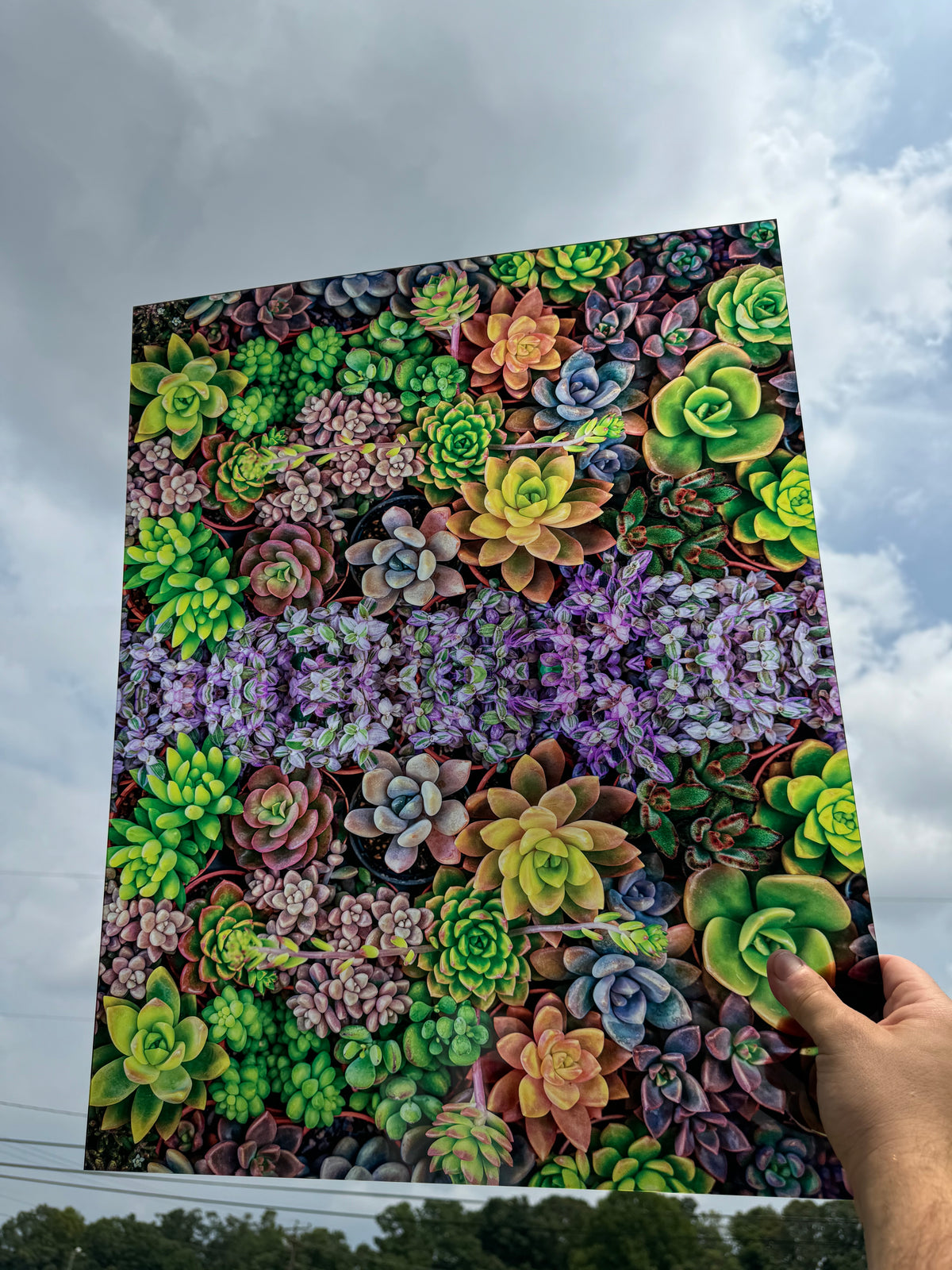 PatternPly® 19x24" Transparent Assorted Succulents Original Scale sheet showing the pattern