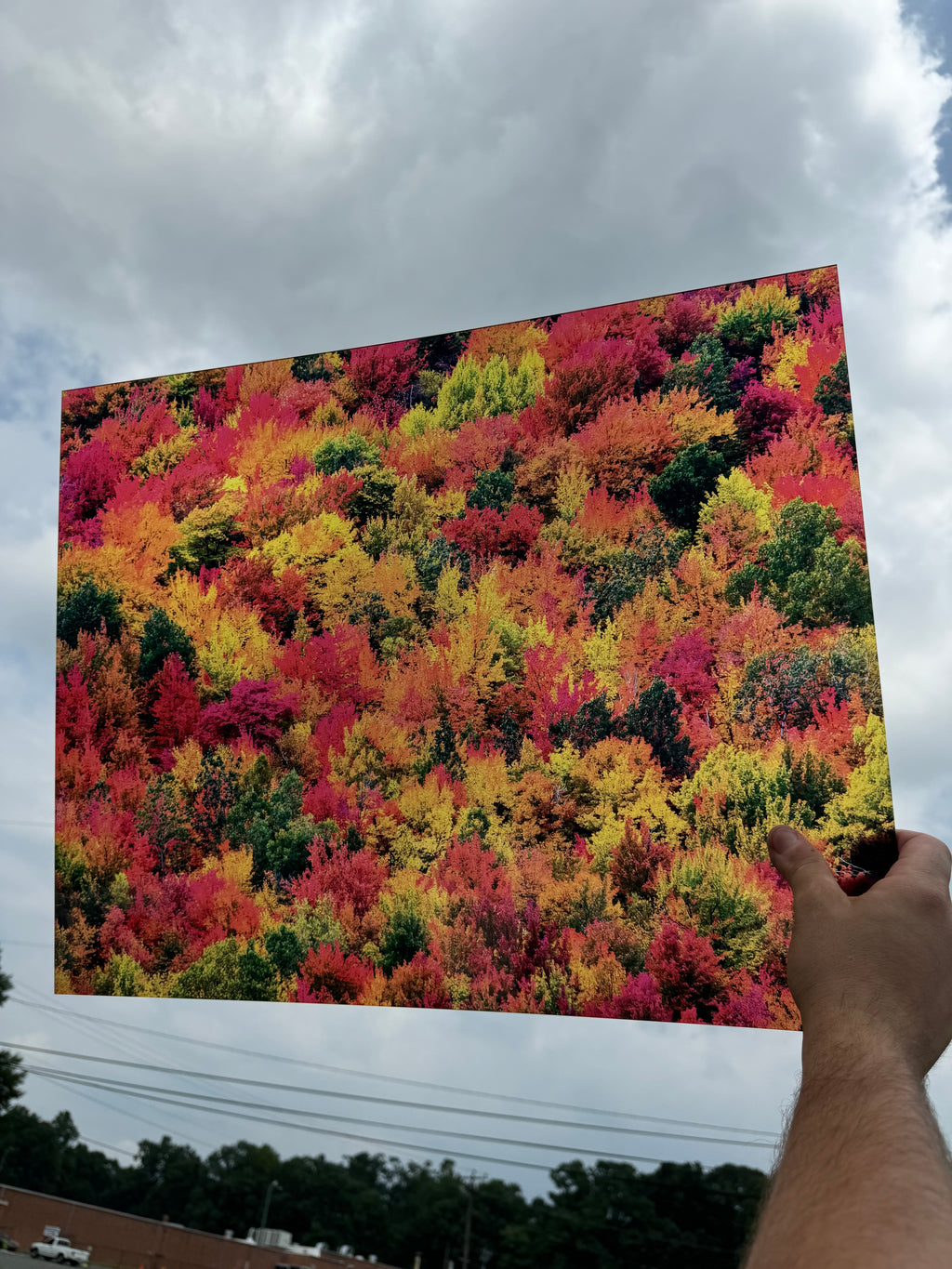 PatternPly® 19x24" Transparent Fall Treetops XL Scale sheet showing the pattern