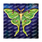 PatternPly® Transparent Insect Series Volume 3 Butterfly 23 art scene artwork