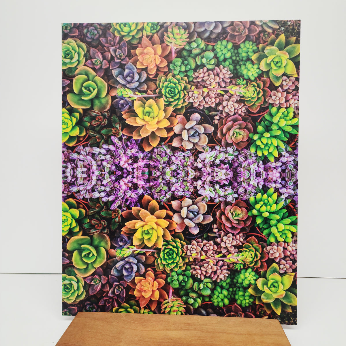 PatternPly® 19x24" Assorted Succulents Original Scale sheet showing the pattern