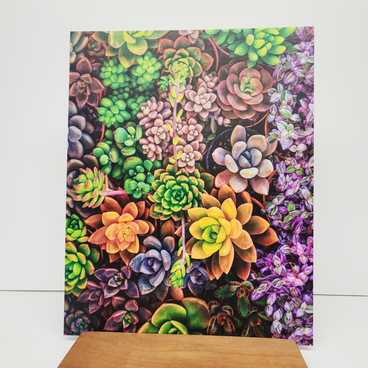 PatternPly® 19x24" Assorted Succulents XL Scale sheet showing the pattern