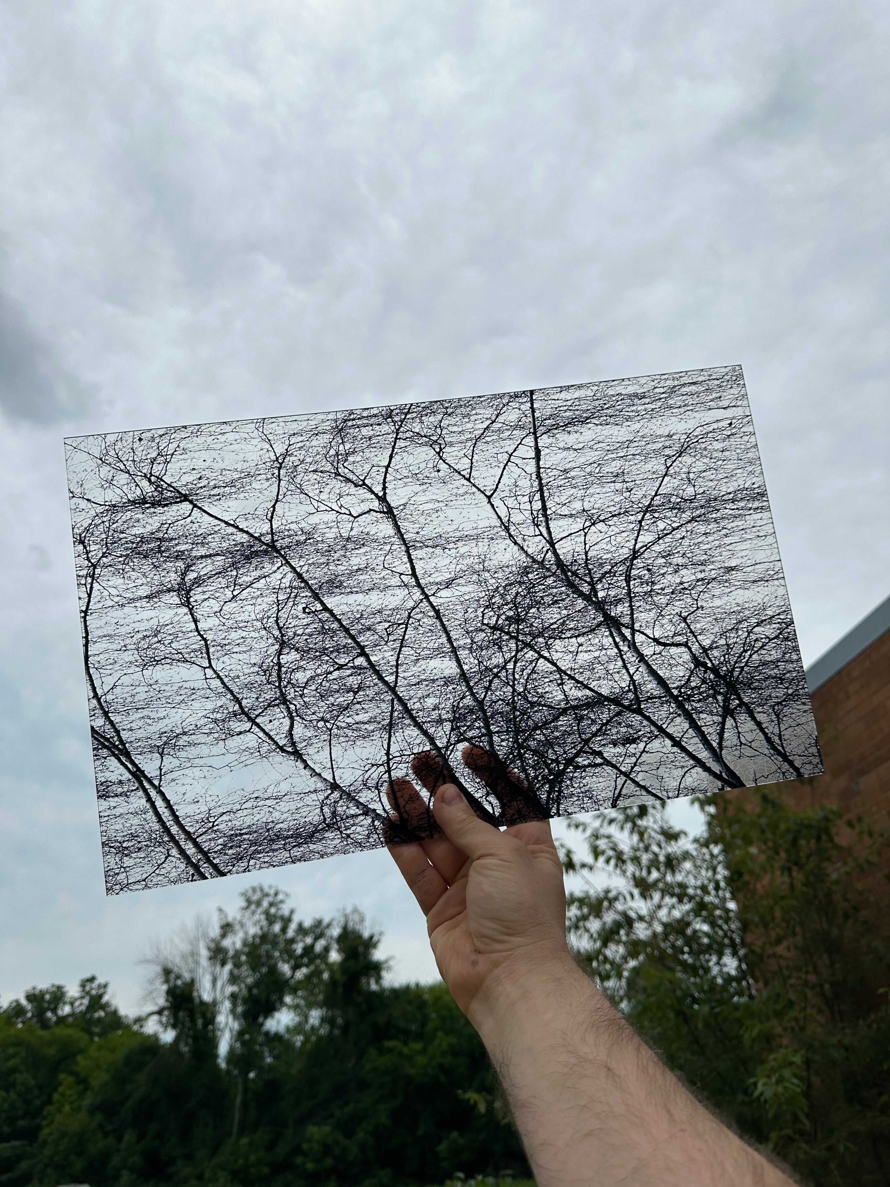 PatternPly® Transparent Spooky Trees sheet showing the pattern