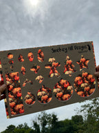 PatternPly® Transparent Stained Glass Pumpkin Patch product photo 2