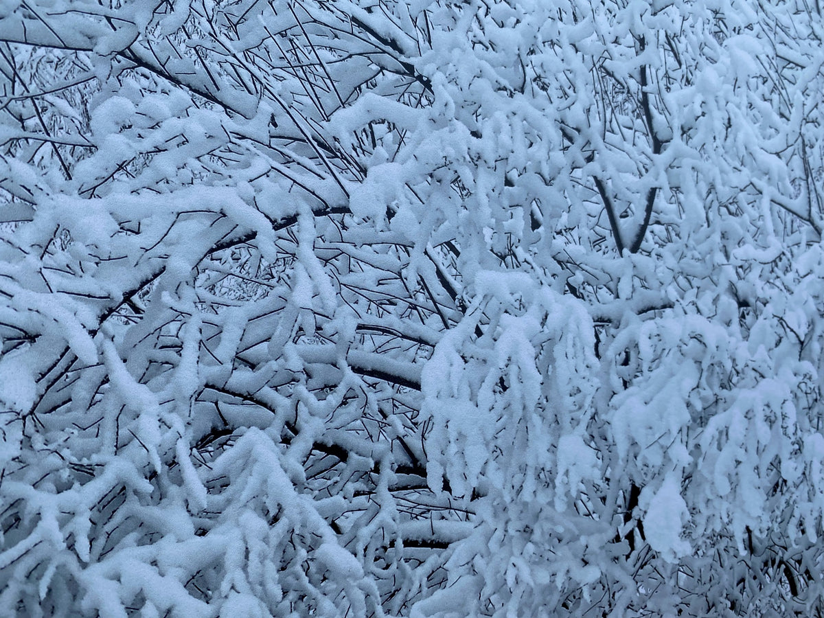 PatternPly® Full Coverage Snowy Branches sheet showing the pattern