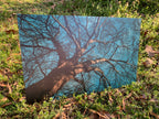 PatternPly® Full Coverage Tree product photo 3