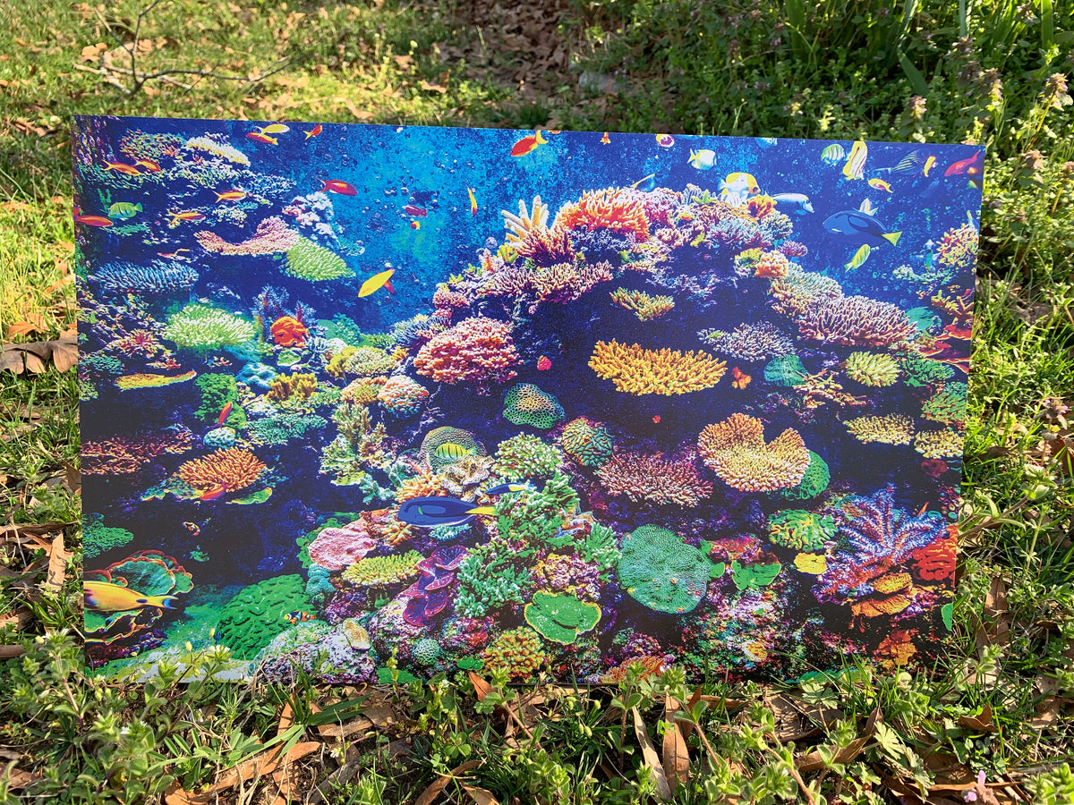 PatternPly® Full Coverage Coral Reef sheet showing the pattern