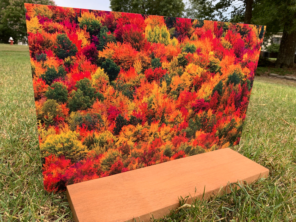 PatternPly® Full Coverage Fall Treetops product photo 3