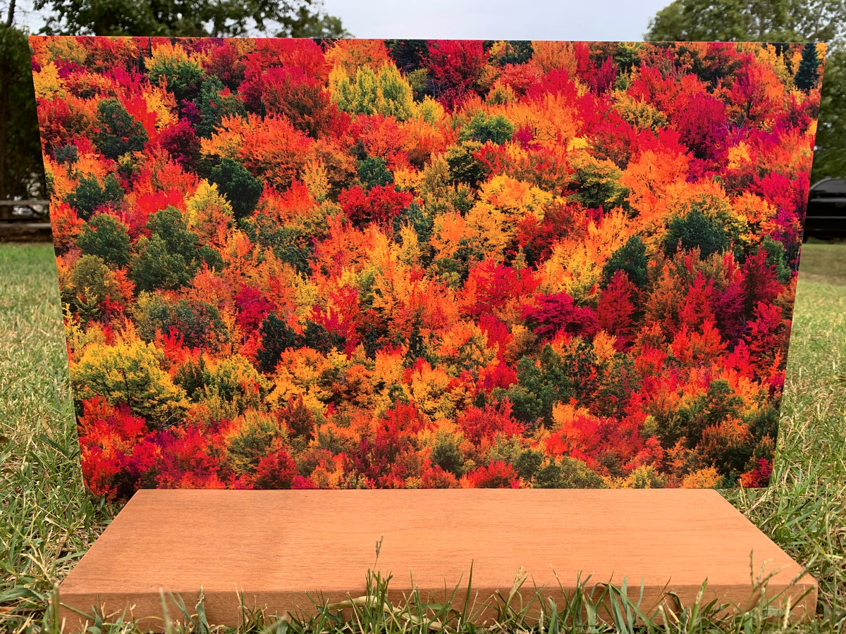 PatternPly® Full Coverage Fall Treetops sheet showing the pattern