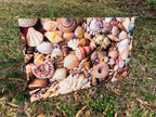 PatternPly® Full Coverage Seashells product photo 3
