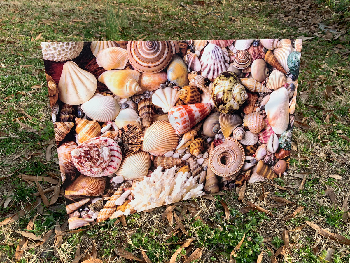 PatternPly® Full Coverage Seashells product photo 3