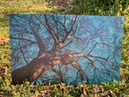 PatternPly® Full Coverage Tree sheet showing the pattern