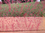 PatternPly® Scattered Vine Trio product photo 4