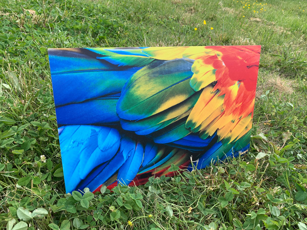 PatternPly® Full Coverage Parrot sheet showing the pattern