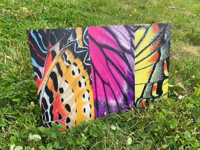 PatternPly® Assorted Butterfly Wings