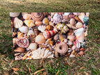PatternPly® Full Coverage Seashells sheet showing the pattern