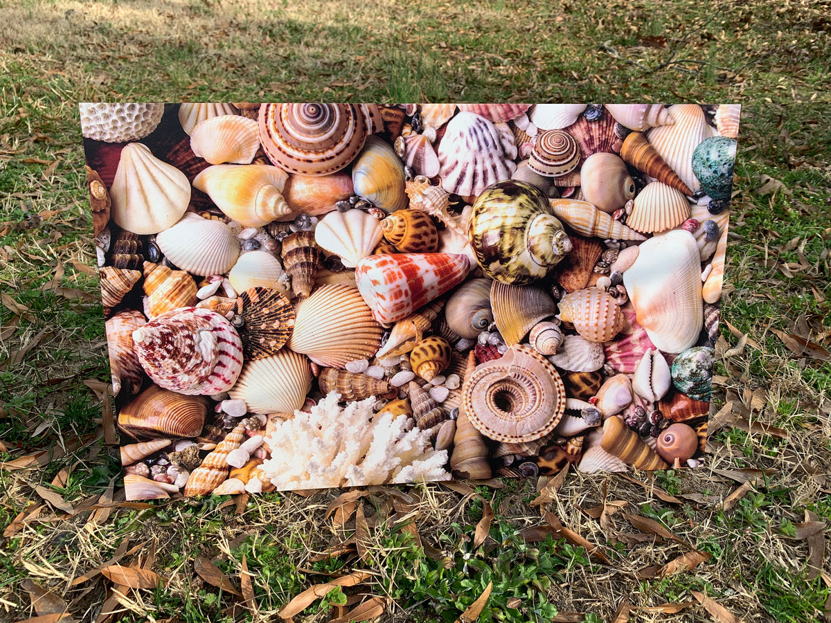PatternPly® Full Coverage Seashells sheet showing the pattern