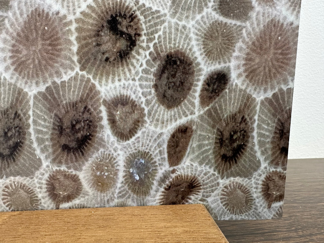 PatternPly® Petoskey Stone