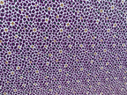 PatternPly® Full Coverage Mardi Gras Leopard sheet showing the pattern